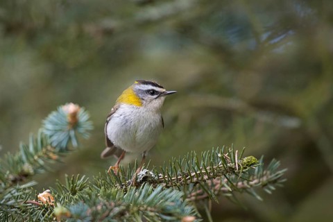 Common firecrest