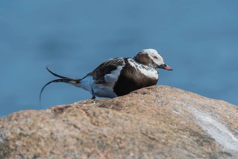 Long-tailed duck