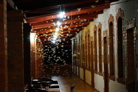 Termites