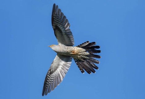 Common cuckoo