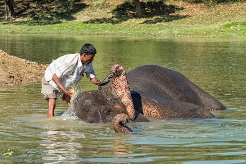 Mahout washing his Indian elephant