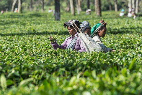 Indian woman picking tea leaves