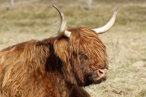 Scottish Highland Cattle on pasture
