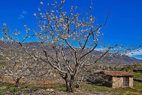 Cherry trees