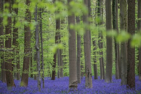 Bluebells