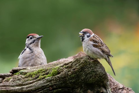 Young spotted woodpecker and