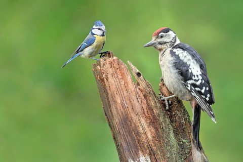 Young spotted woodpecker