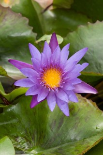 Water lilies