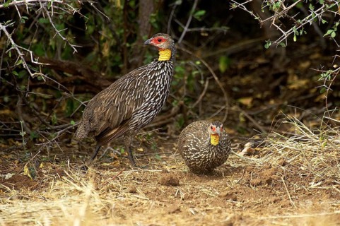 Yellow Necked Spurfowl