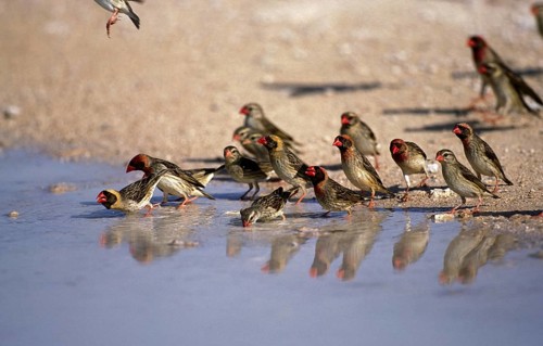 Red Billed Quelea