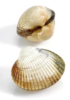 Common Cockle