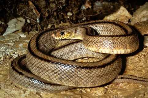 Ladder snake