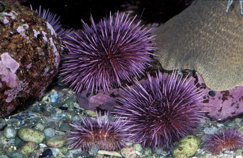 Purple Sea Urchin