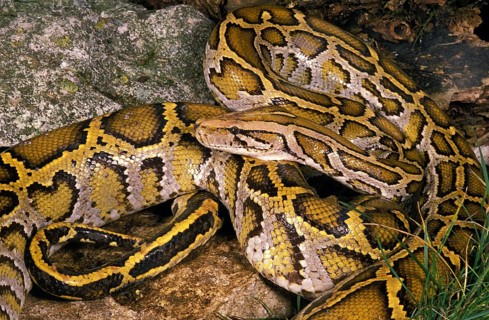 INDIAN Indian python