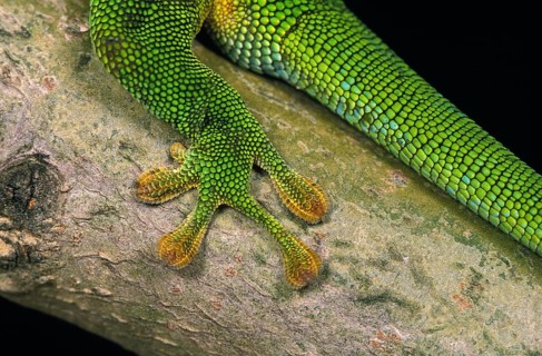 Madagascar giant day gecko