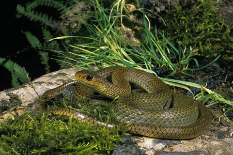 Indo-Chinese ratsnake