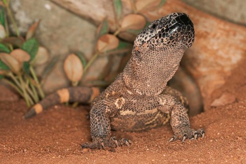BEADED LIZARD