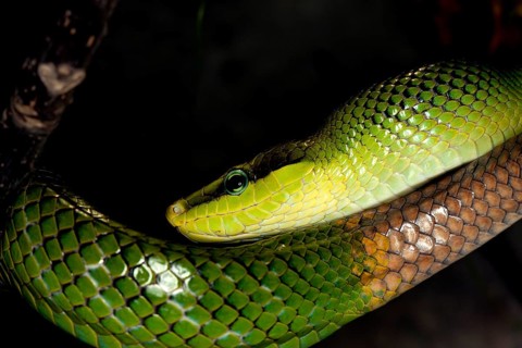 RED-TAILED GREEN RAT SNAKE gonyosoma oxycephala