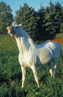 LIPIZZANER