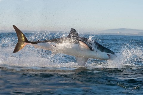 Great white shark