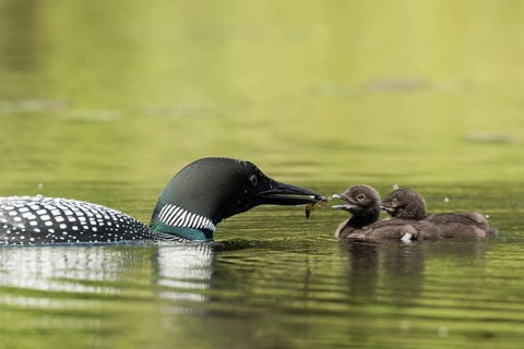 Common loon