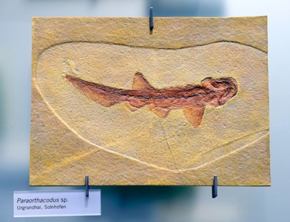 Fossilisation of a Primitive Basking Shark