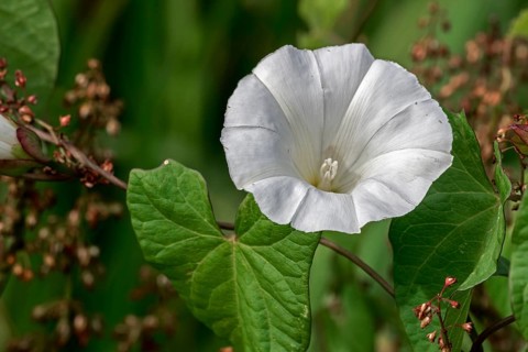 Greater field bindweed