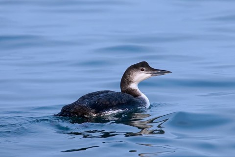 Common loon