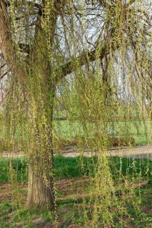 Weeping willow