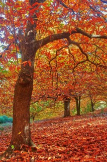 Autumn