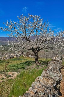 Cherry trees