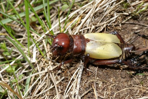 Field cricket