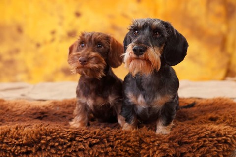 Dwarf greyhound dachshund
