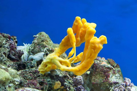 Coral