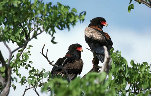 Bateleur Eagle