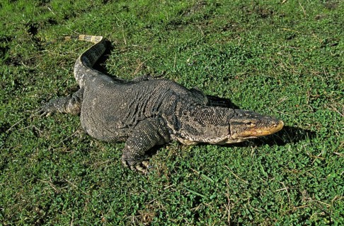 Water Monitor