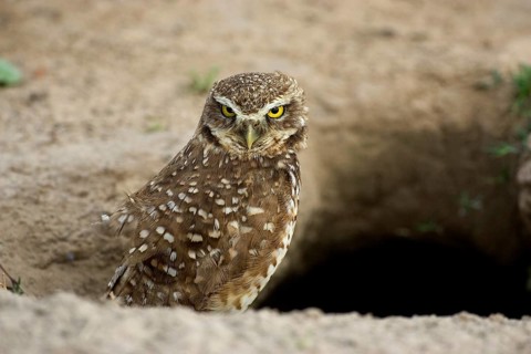 Burrowing owl