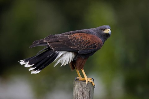 Harris's hawk