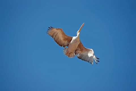 Pink backed Pelican