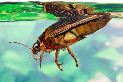 Great Diving Beetle