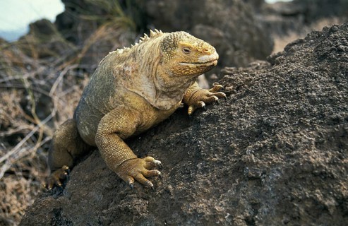 GALAPAGOS LAND IGUANA