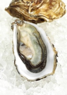 FRENCH AUSTRIA MARENNES D'OLERON ostrea edulis ON ICE