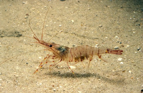 Common Palaemon sp.