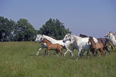LUSITANO HORSE