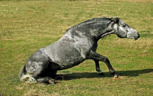 LUSITANO HORSE GETTING UP FROM THE GROUND