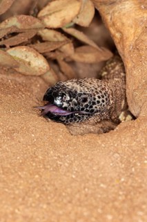 HEAD OF BEADED LIZARD