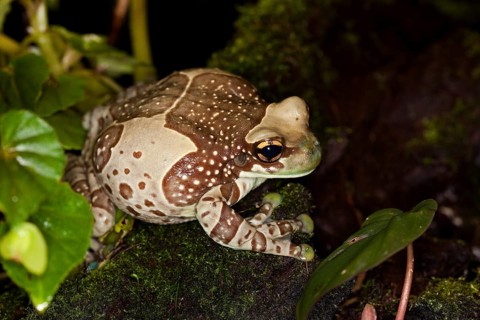 Amazon Milk Frog
