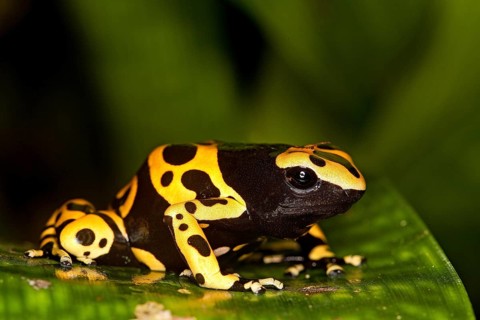 Yellow banded poison dart frog
