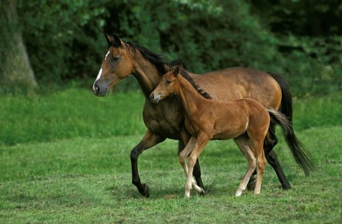 English thoroughbred horse