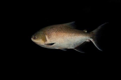 Black Pacu
